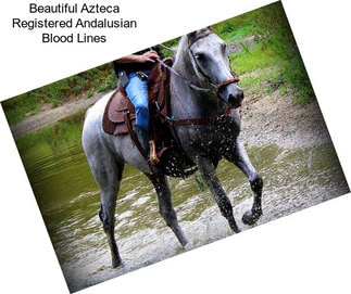 Beautiful Azteca Registered Andalusian Blood Lines