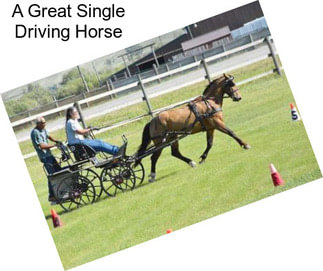 A Great Single Driving Horse