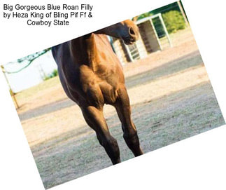Big Gorgeous Blue Roan Filly by Heza King of Bling Pif Ff & Cowboy State