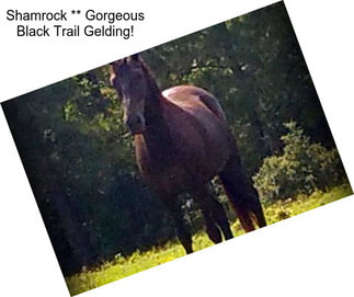 Shamrock ** Gorgeous Black Trail Gelding!