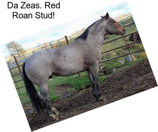 Da Zeas. Red Roan Stud!