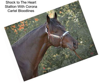 Shock to The Heart Stallion With Corona Cartel Bloodlines