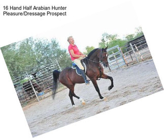 16 Hand Half Arabian Hunter Pleasure/Dressage Prospect