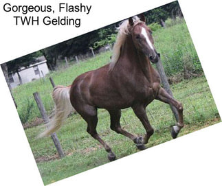 Gorgeous, Flashy TWH Gelding