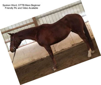 Spoken Word, OTTB Mare Beginner Friendly Pic and Video Available