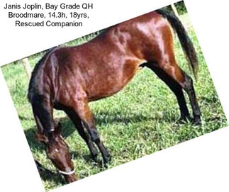 Janis Joplin, Bay Grade QH Broodmare, 14.3h, 18yrs, Rescued Companion