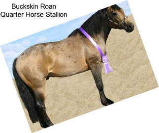 Buckskin Roan Quarter Horse Stallion