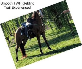 Smooth TWH Gelding Trail Experienced