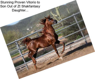 Stunning Proven Vitorio to Son Out of Zt Shakfantasy Daughter...