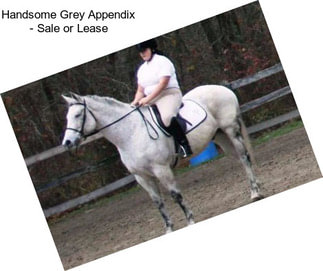 Handsome Grey Appendix - Sale or Lease