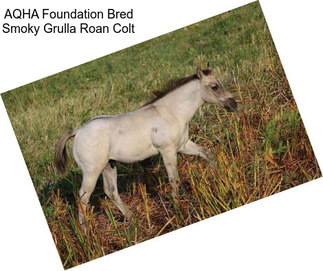 AQHA Foundation Bred Smoky Grulla Roan Colt