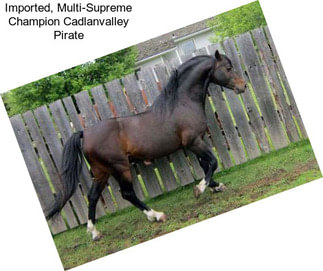 Imported, Multi-Supreme Champion Cadlanvalley Pirate