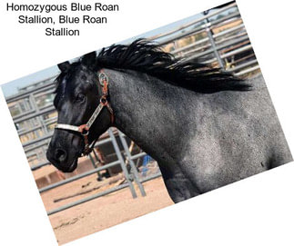 Homozygous Blue Roan Stallion, Blue Roan Stallion