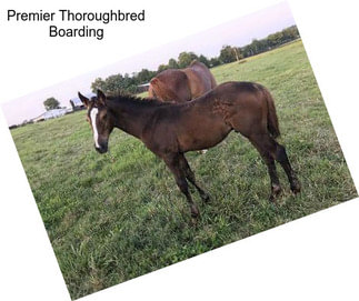 Premier Thoroughbred Boarding