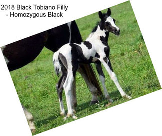 2018 Black Tobiano Filly - Homozygous Black