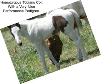 Homozygous Tobiano Colt With a Very Nice Performance Pedigree.