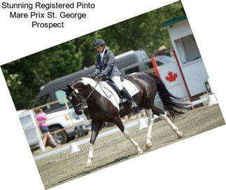 Stunning Registered Pinto Mare Prix St. George Prospect