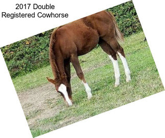 2017 Double Registered Cowhorse