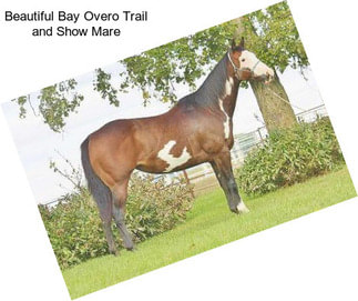 Beautiful Bay Overo Trail and Show Mare