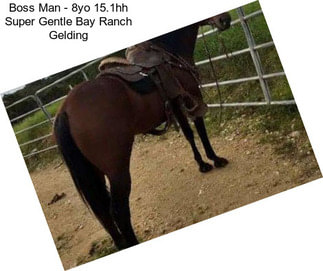 Boss Man - 8yo 15.1hh Super Gentle Bay Ranch Gelding