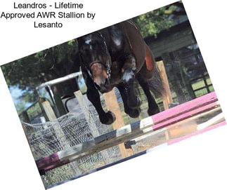 Leandros - Lifetime Approved AWR Stallion by Lesanto