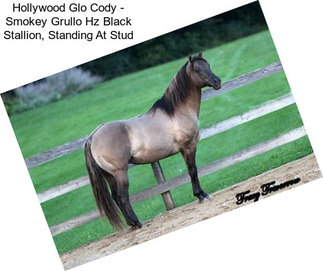 Hollywood Glo Cody - Smokey Grullo Hz Black Stallion, Standing At Stud