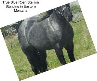 True Blue Roan Stallion Standing in Eastern Montana