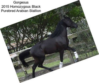 Gorgeous 2015 Homozygous Black Purebred Arabian Stallion