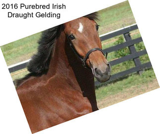 2016 Purebred Irish Draught Gelding