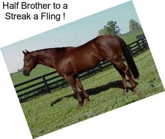 Half Brother to a Streak a Fling !