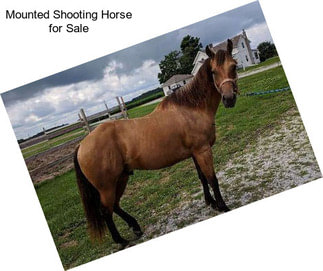 Mounted Shooting Horse for Sale