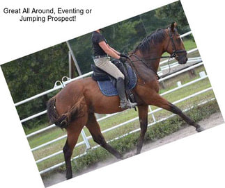 Great All Around, Eventing or Jumping Prospect!