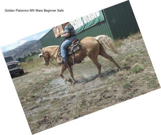 Golden Palomino Mft Mare Beginner Safe