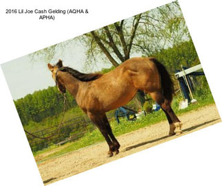 2016 Lil Joe Cash Gelding (AQHA & APHA)