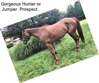 Gorgeous Hunter or Jumper  Prospect .