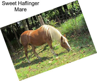 Sweet Haflinger Mare