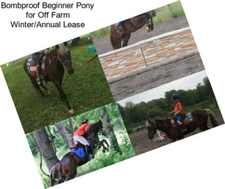 Bombproof Beginner Pony for Off Farm Winter/Annual Lease