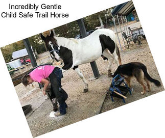 Incredibly Gentle Child Safe Trail Horse