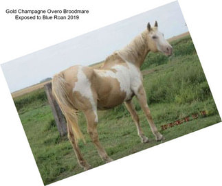 Gold Champagne Overo Broodmare Exposed to Blue Roan 2019