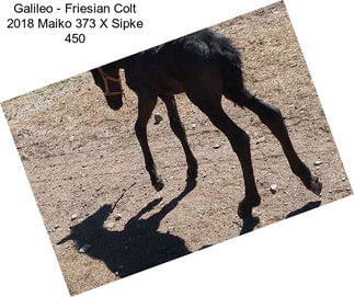 Galileo - Friesian Colt 2018 Maiko 373 X Sipke 450