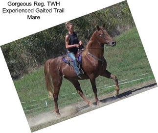 Gorgeous Reg. TWH Experienced Gaited Trail Mare