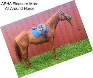 APHA Pleasure Mare All Around Horse