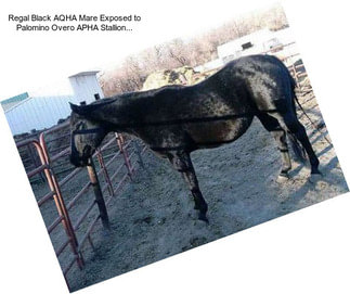 Regal Black AQHA Mare Exposed to Palomino Overo APHA Stallion...