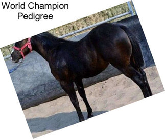 World Champion Pedigree