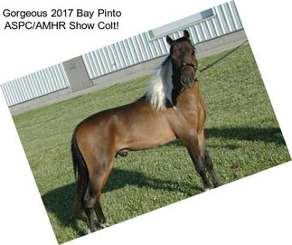 Gorgeous 2017 Bay Pinto ASPC/AMHR Show Colt!