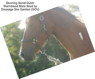 Stunning Sorrel Dutch Warmblood Mare Sired by Dressage Sire Gambol (GOV)