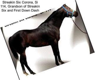 Streakin Six Corona, Si 114, Grandson of Streakin Six and First Down Dash