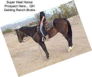 Super Heel Horse Prospect Here... QH Gelding Ranch Broke