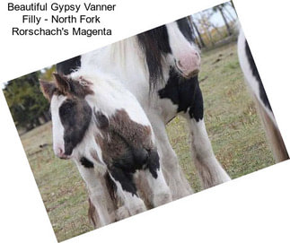 Beautiful Gypsy Vanner Filly - North Fork Rorschach\'s Magenta
