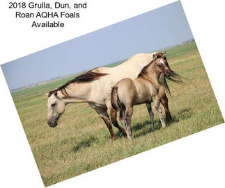 2018 Grulla, Dun, and Roan AQHA Foals Available